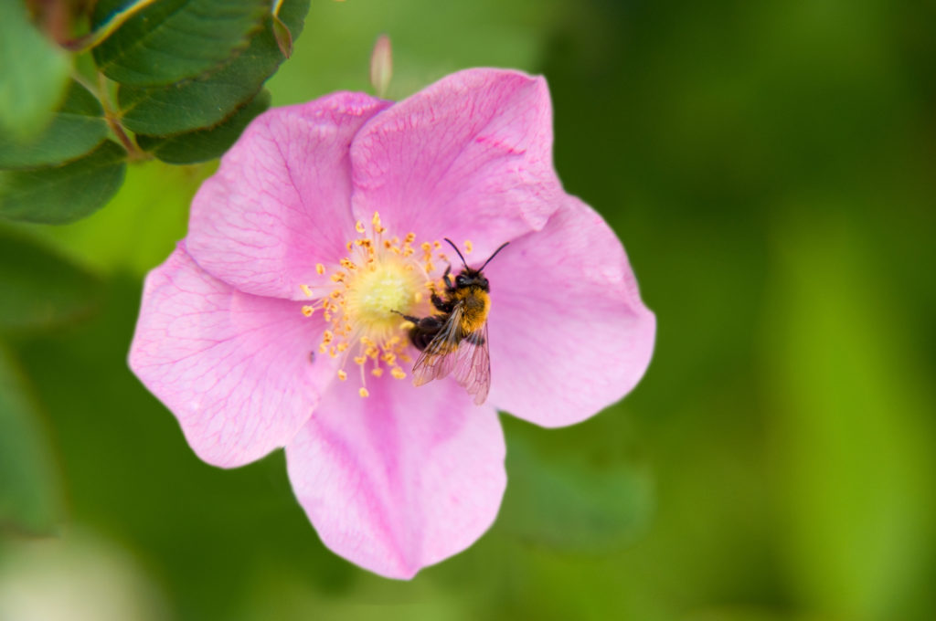A bee on a wild rose