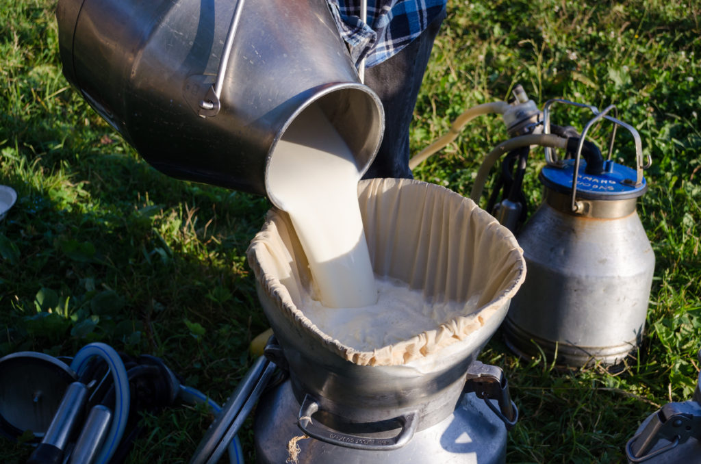 Milker pour filter fresh milk to can