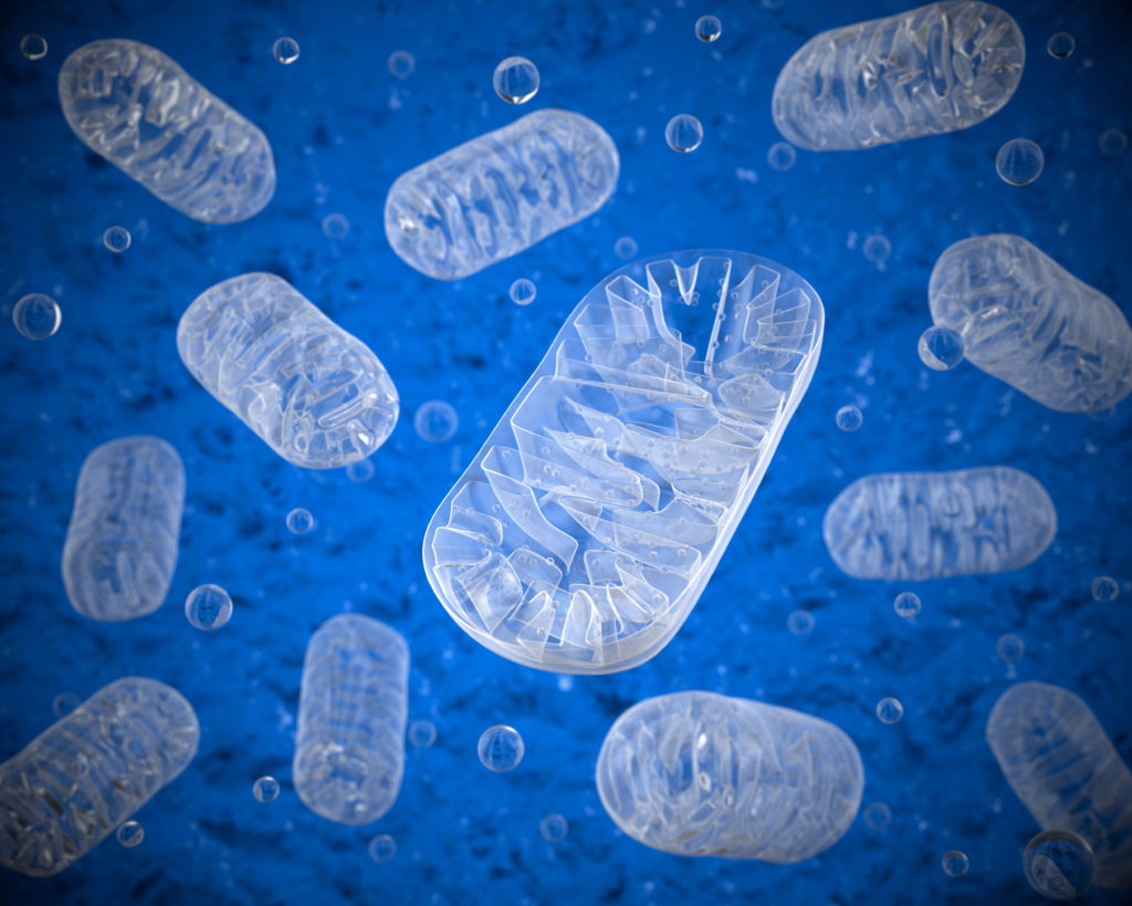 What are mitochondria?