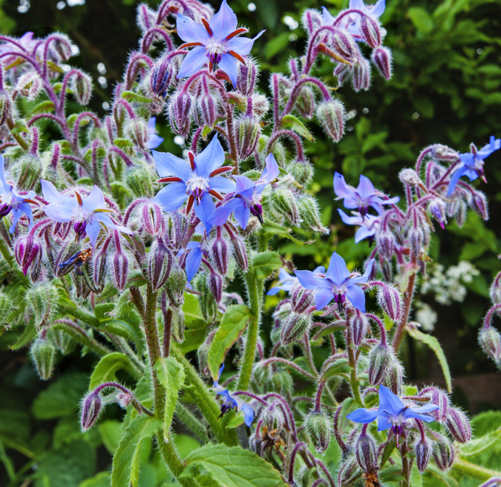 Borage plant/herb flower is great for bees