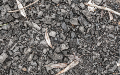 black ashes biochar