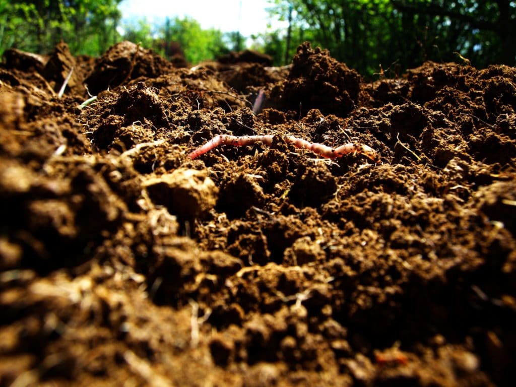 earthworm in soil