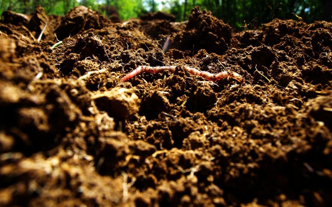 The Crucial Connection: Human Wellbeing Can Only Happen With Healthy Soils