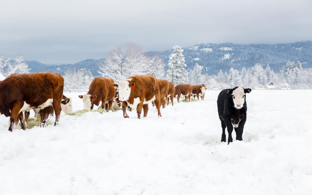 Make the Most of Winter Months at Your Eco Farm