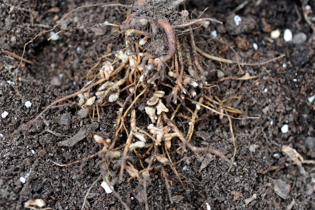 Rhizobia nodules on bean legume roots.