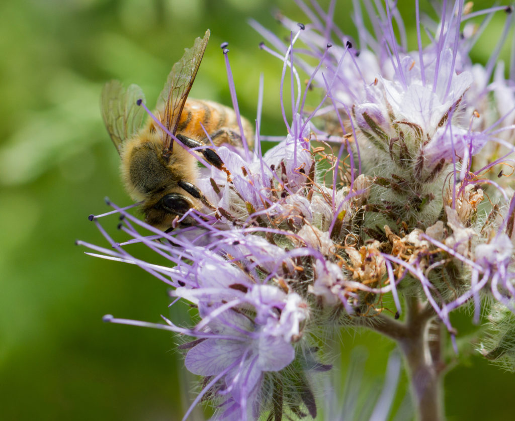 California native annual phacelia flower