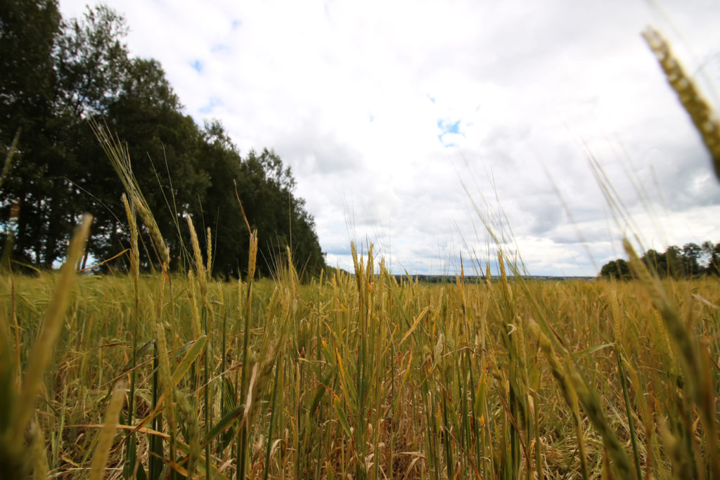 cereal rye growing in a field