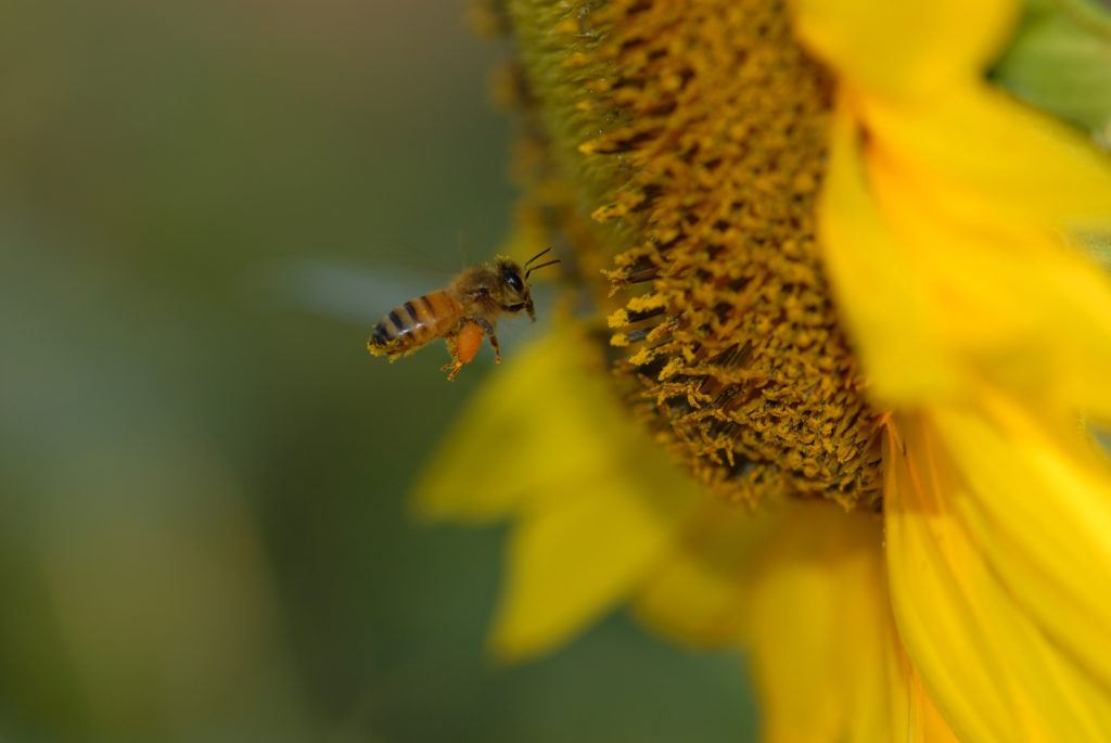 Bees are indicator species