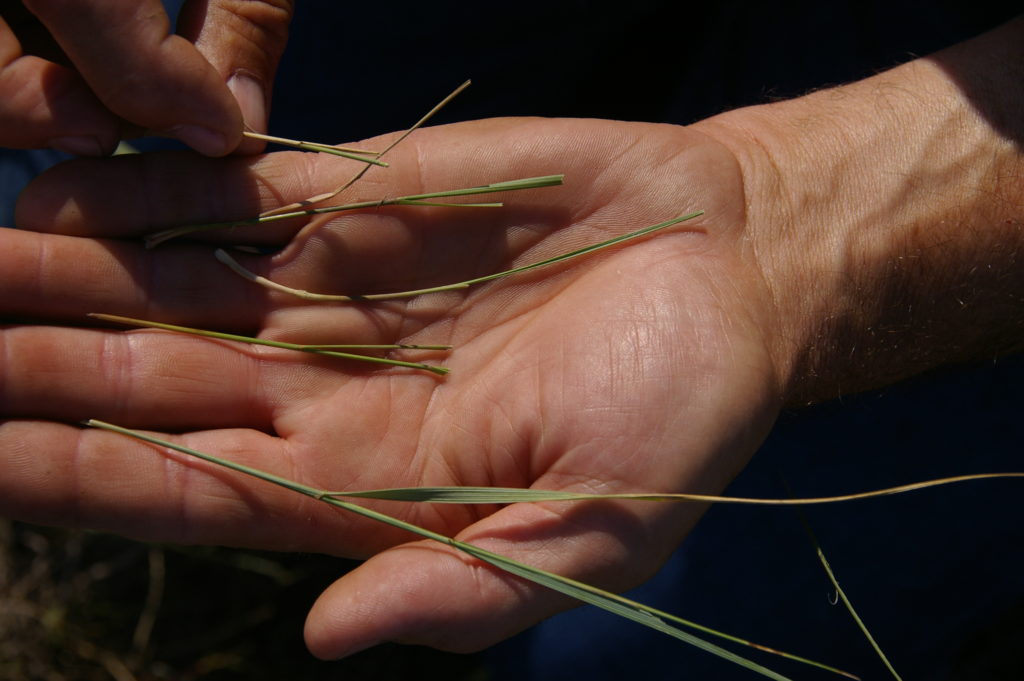 western wheatgrass