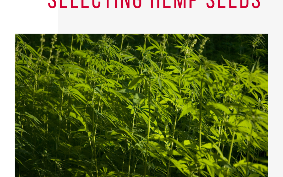 Guide to Selecting Hemp Seeds