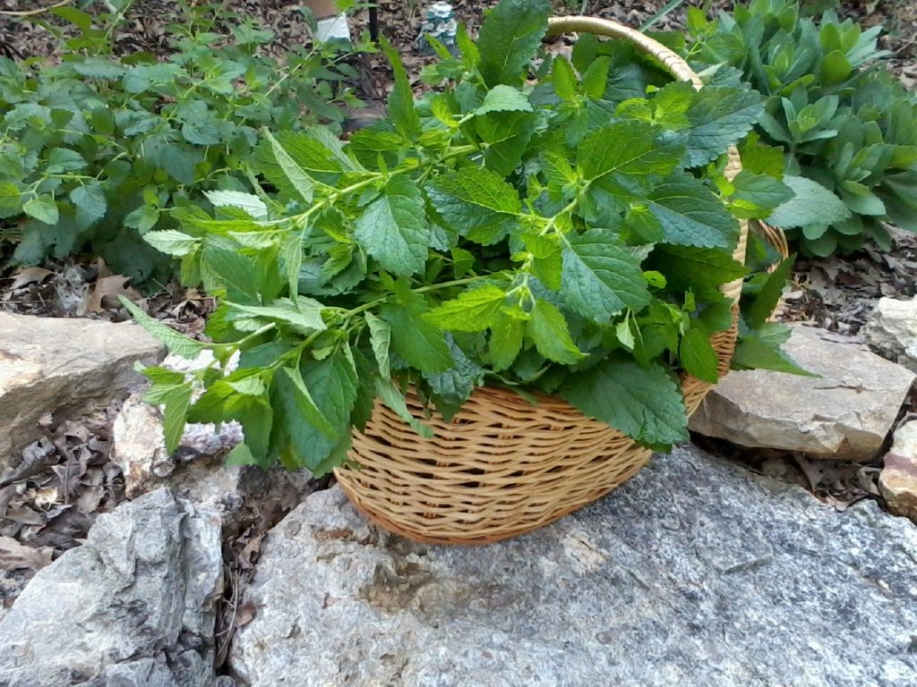 How to Grow, Harvest and Use Lemon Balm