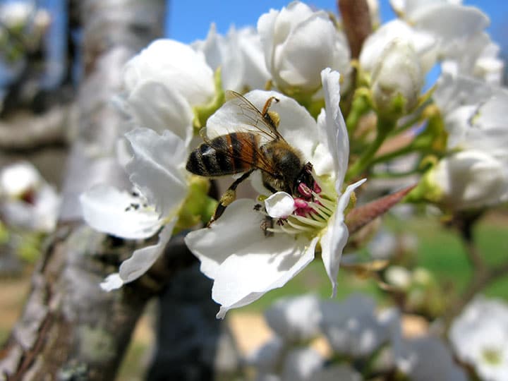A bee pollinates a flower
