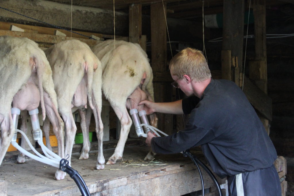 farmer milking cows