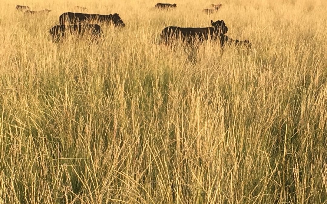 Assessing Proper Recovery Time in a Holistic Planned Grazing System