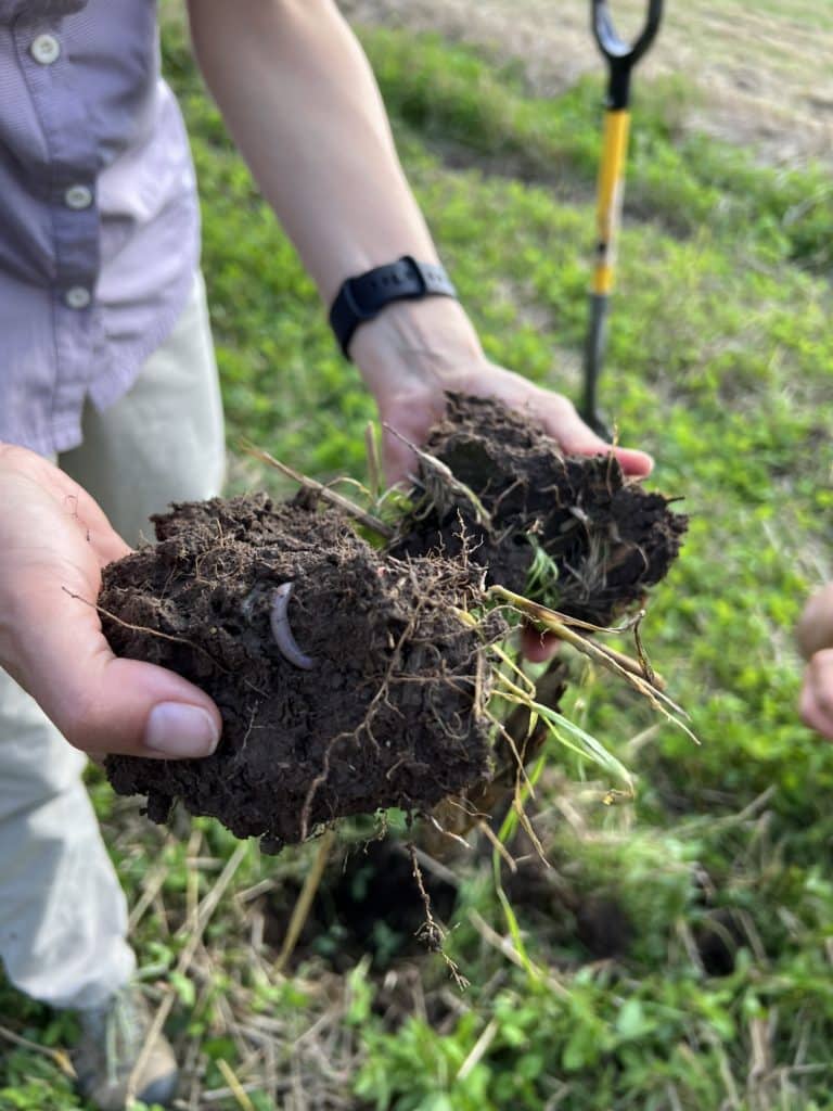 Hands holding a clump of soil with an earthworm in it.