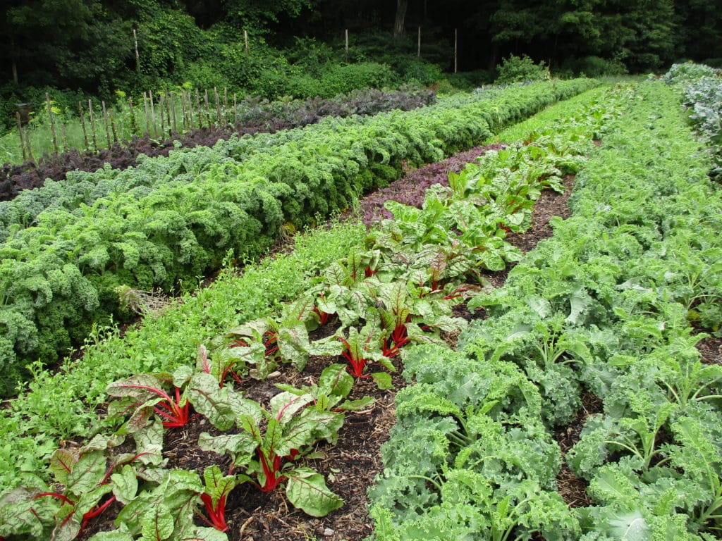 Vegetables growing in no-till garden.