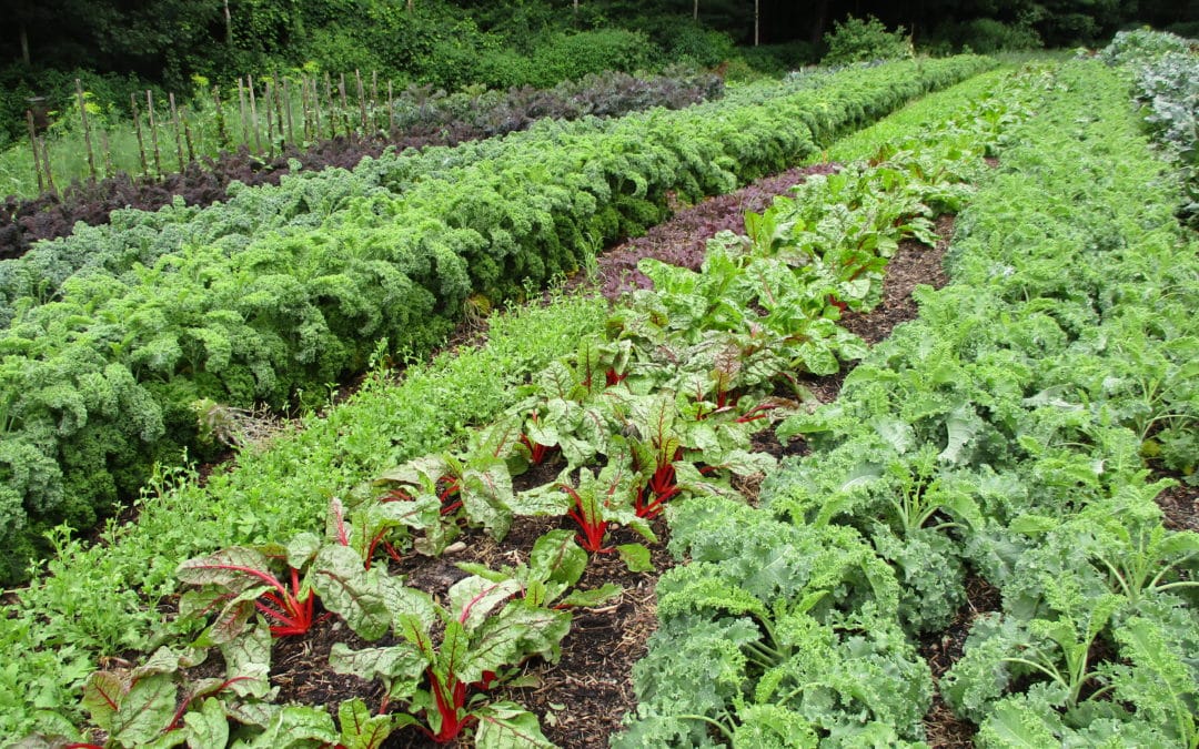 Preparing Land for No-Till Farming