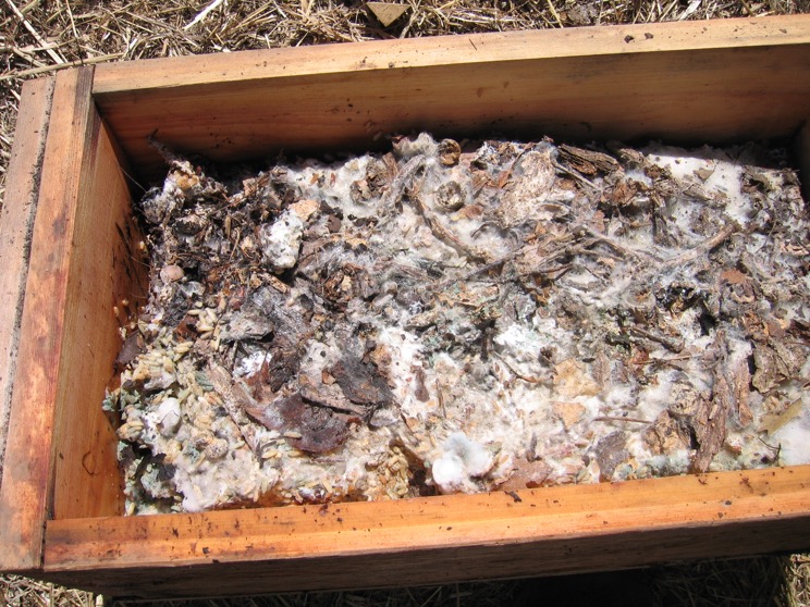 Biological Inoculants for Soil Health