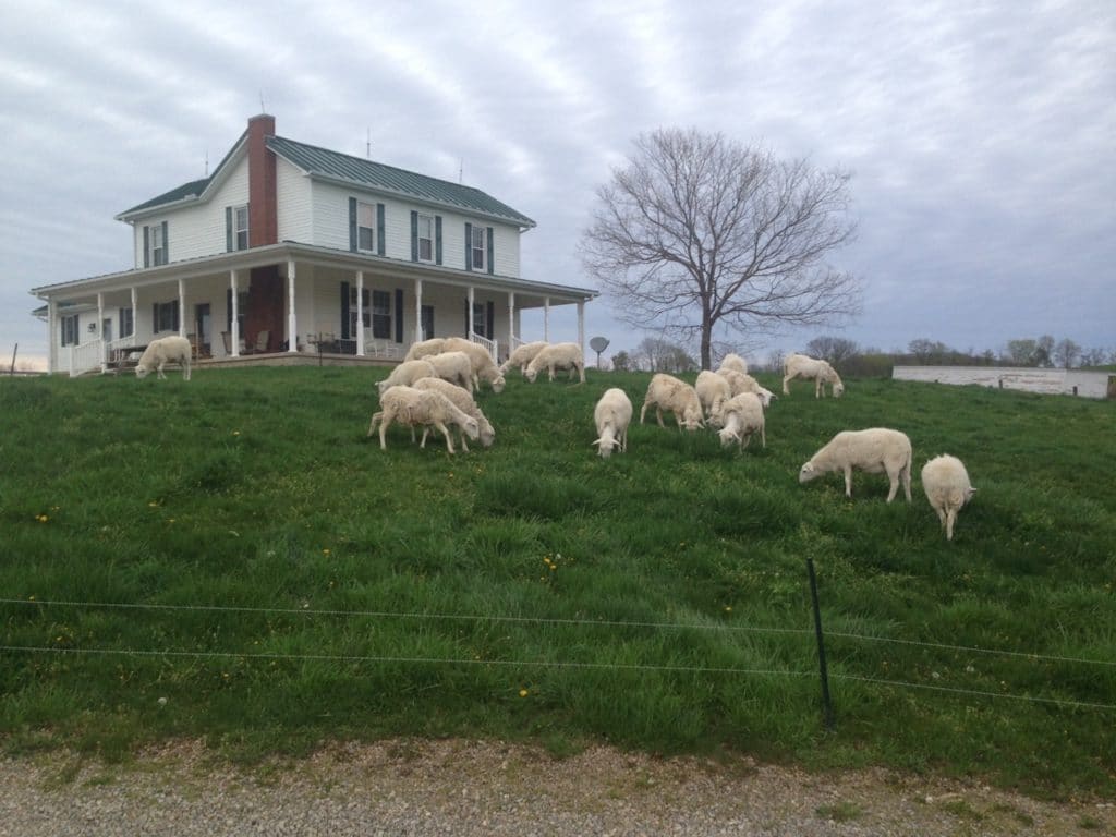 sheep grazing on hillside beside house