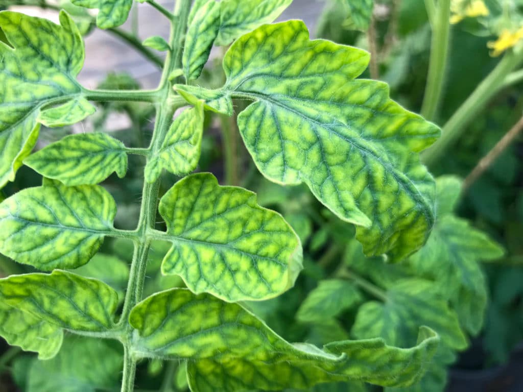 Potassium-deficient tomato plant leaves.