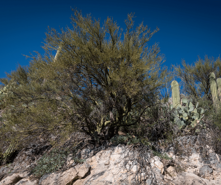 mesquite tree growing near cacti in the desert