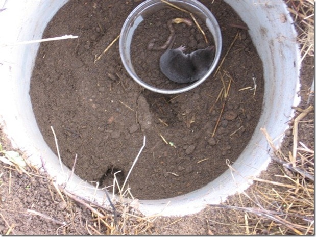 Mole Control: DIY Trap Construction