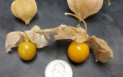 goldenberries comparison