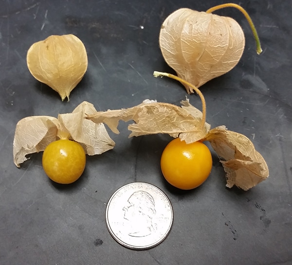 Growing goldenberries and ground cherries