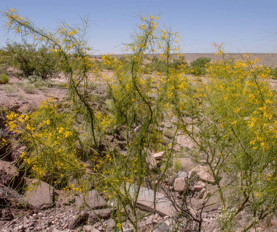 palo verde tree growing in the desert