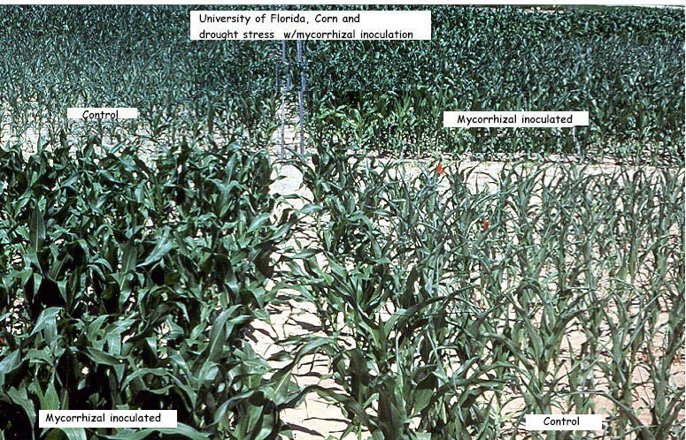 Mycorrhizal inoculation effects