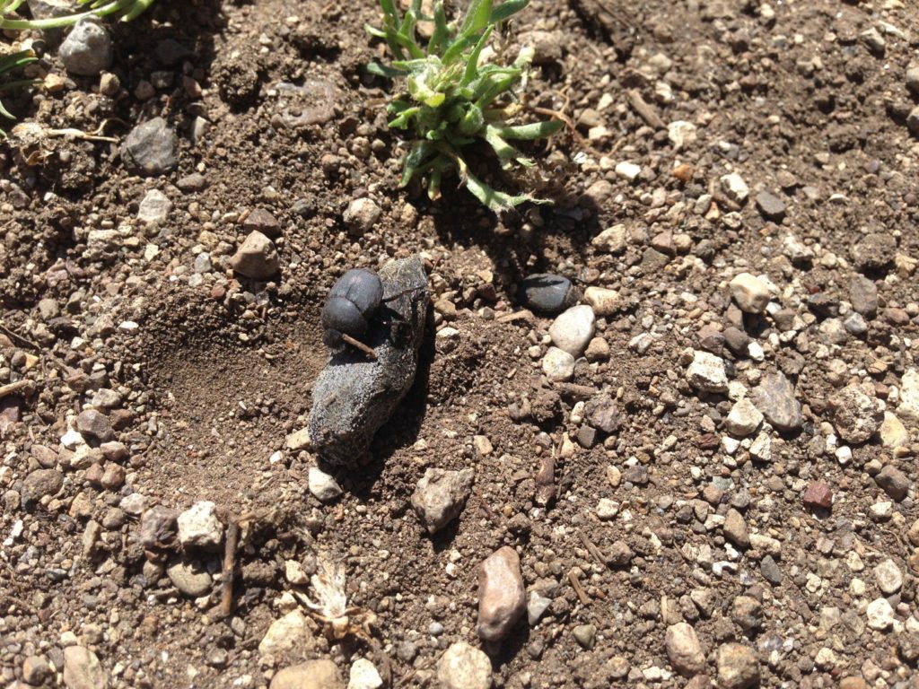 dung beetles in field