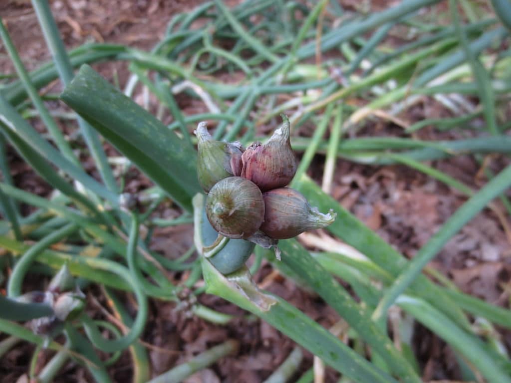 onion bulbs