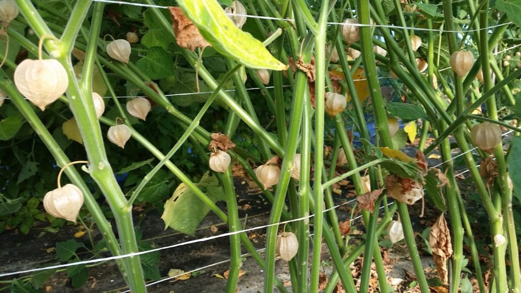 Goldenberries