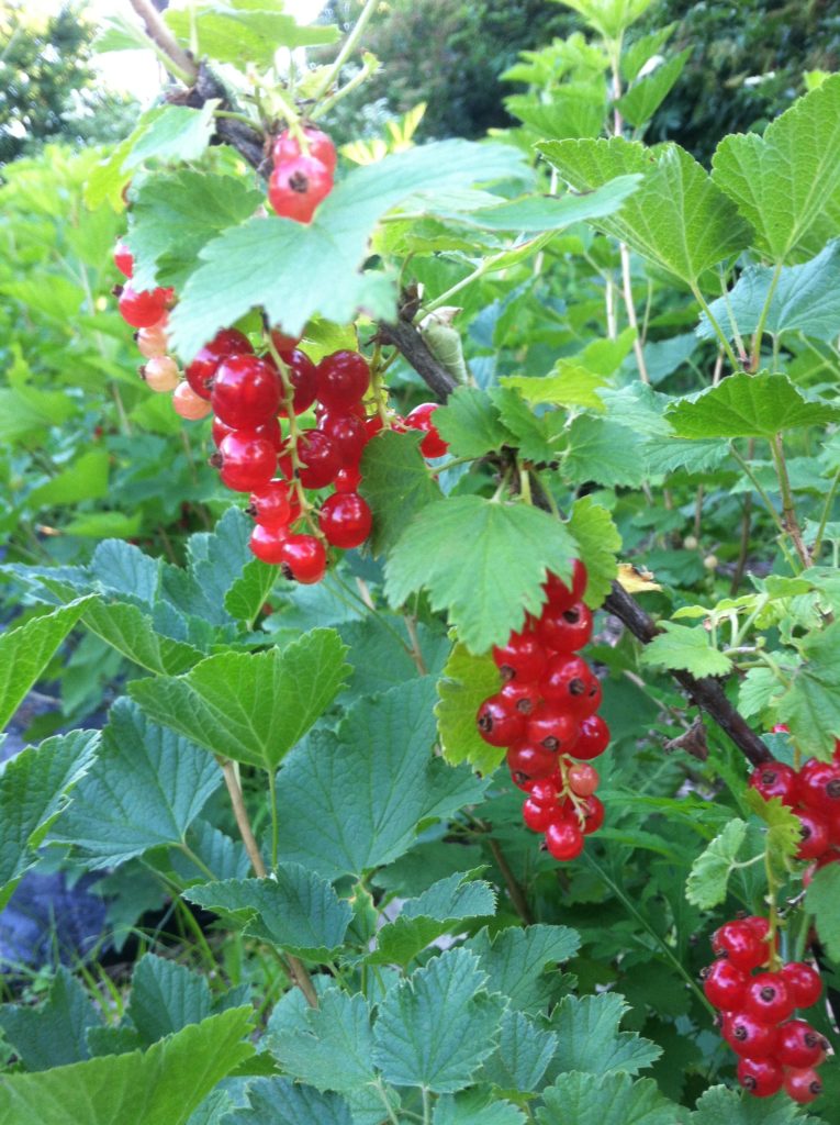 red currants