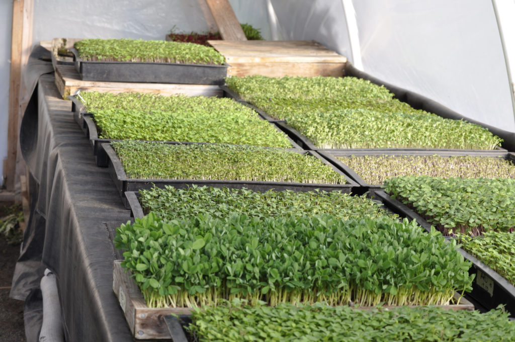 beds of microgreens