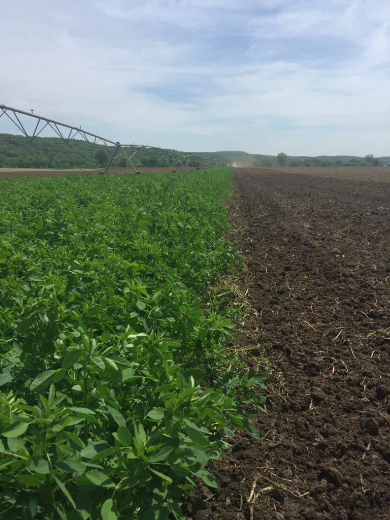 alfalfa crop