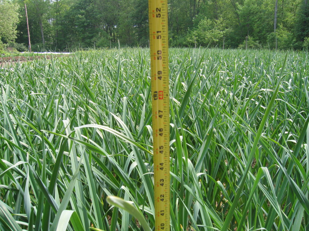 garlic growing