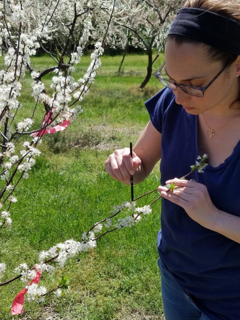 pollination experiment on beach plums