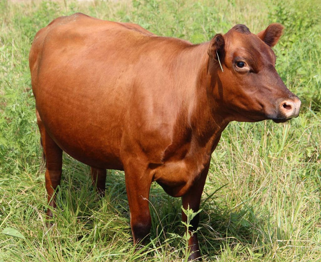 Southpoll cow