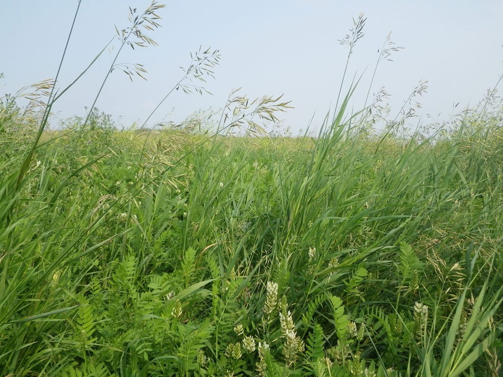 cover crops