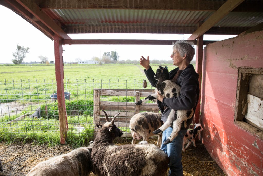 Regenerative fiber farming techniques include rotational grazing