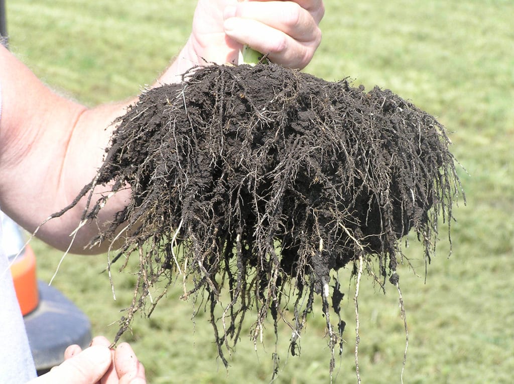 corn roots