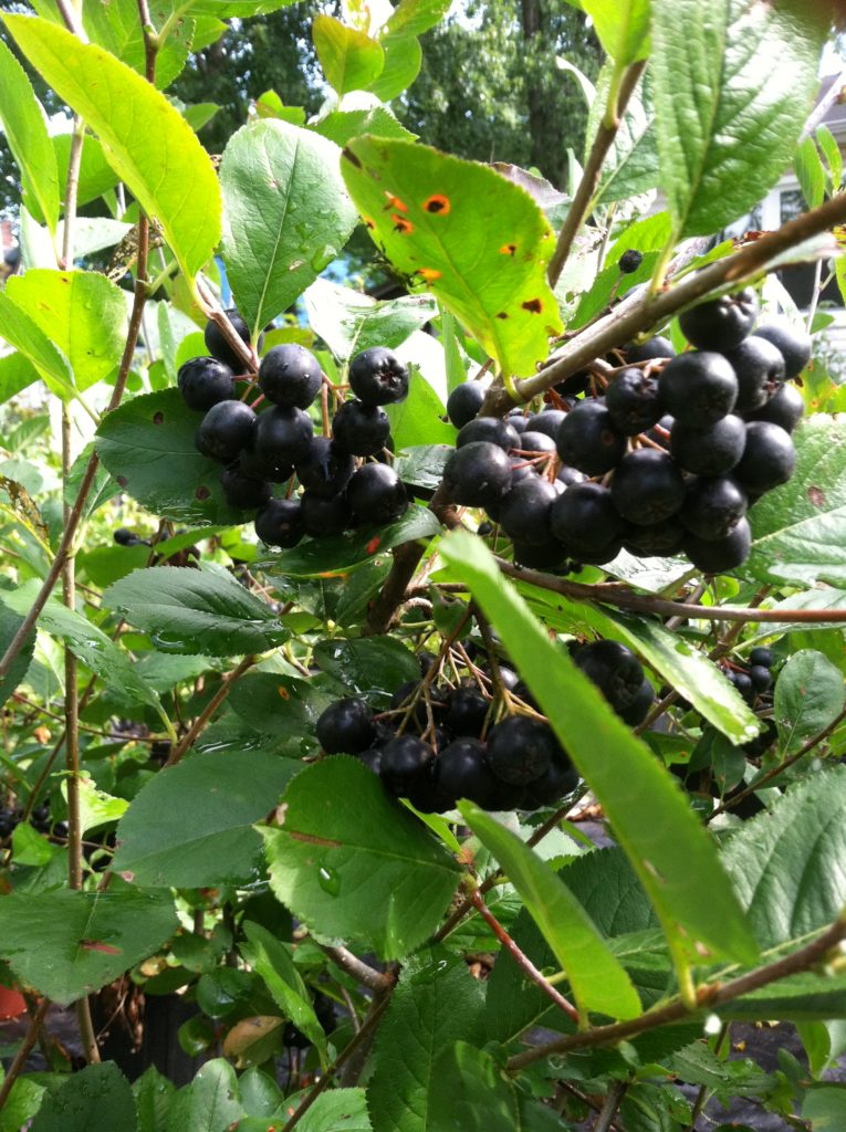 aronia berries