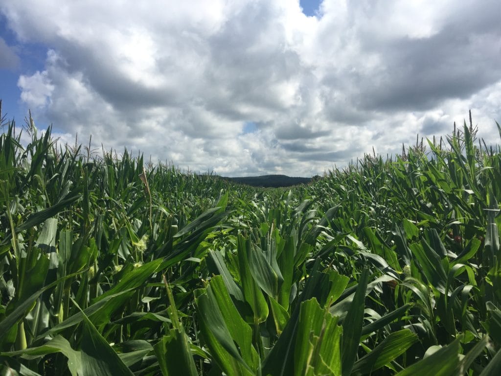 Soil management creates healthy corn