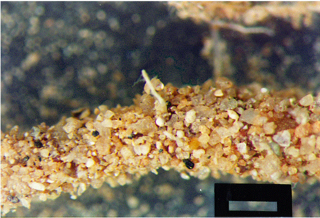 roots with mycorrhizal fungi