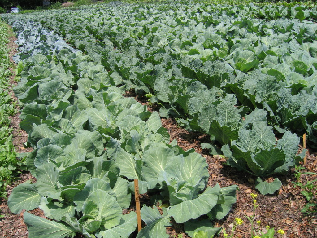 cabbages at Tobacco Road Farm