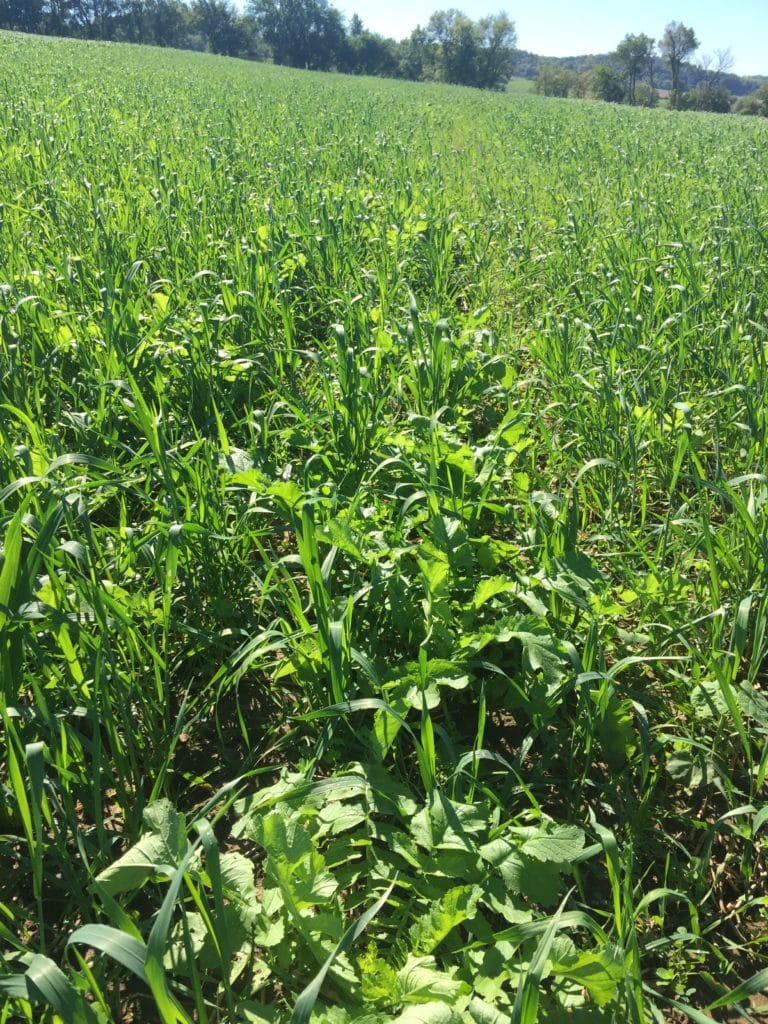 cover crops create soil health