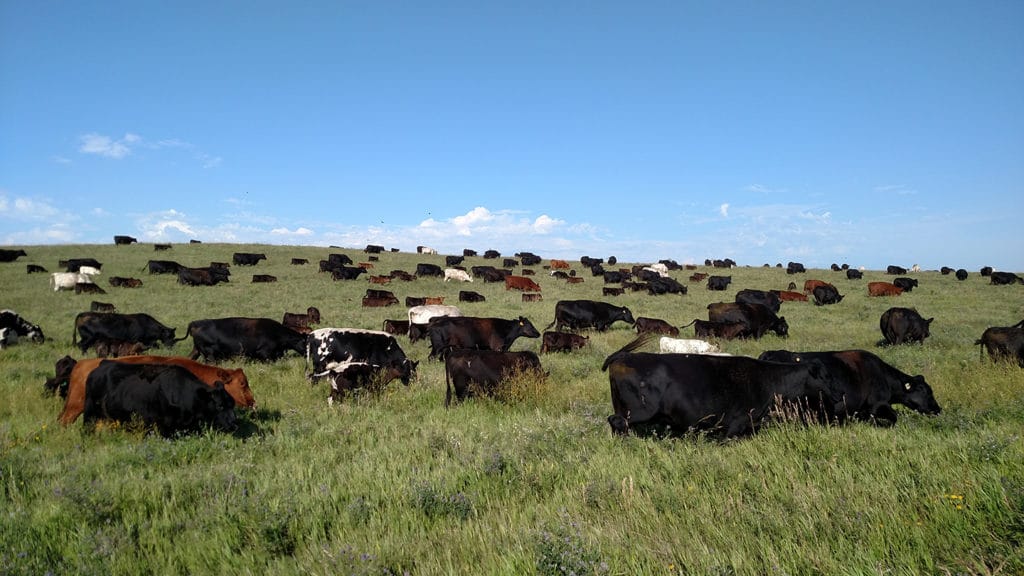 cows in pasture