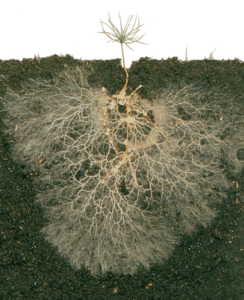 Myccorrhizal fungi extend beyond plant roots