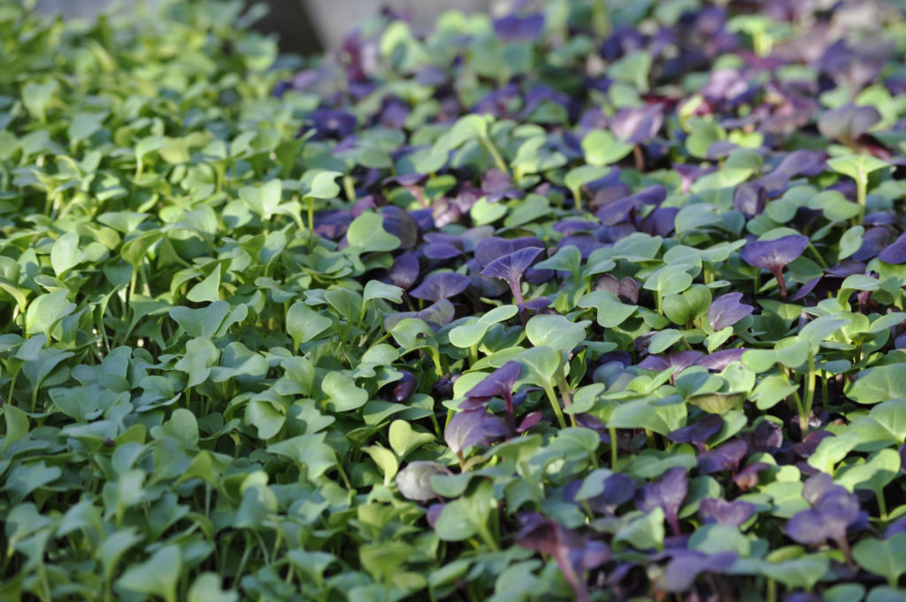 microgreens growing